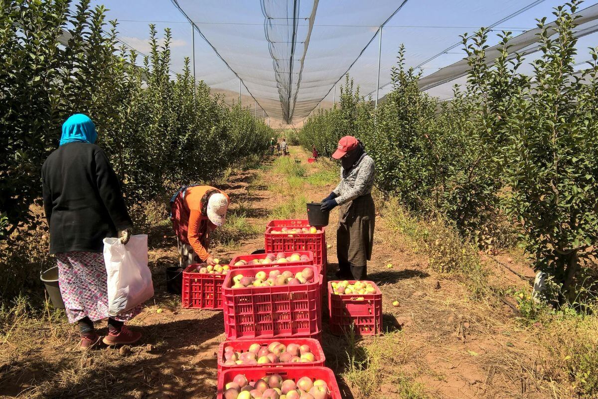 Migrant labour in Farm-to-Fork: Fixing governance gaps, putting dignity at work